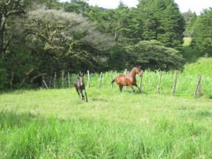 As you can see the horses love it on the ranch!