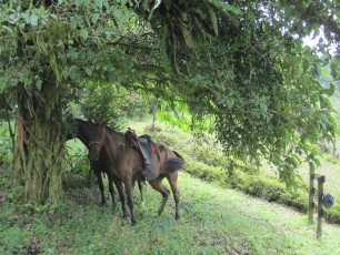 The horses relax while we hike on the Eden Falls Ride