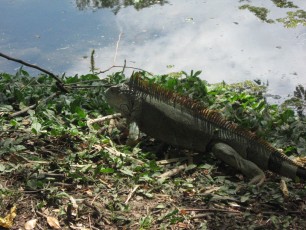 Iguanas can often be seen sunning themselves