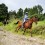 Choosing an Ethical Horse Trek in Costa Rica